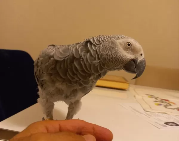 Evcil Jako Papağanımız Satılık