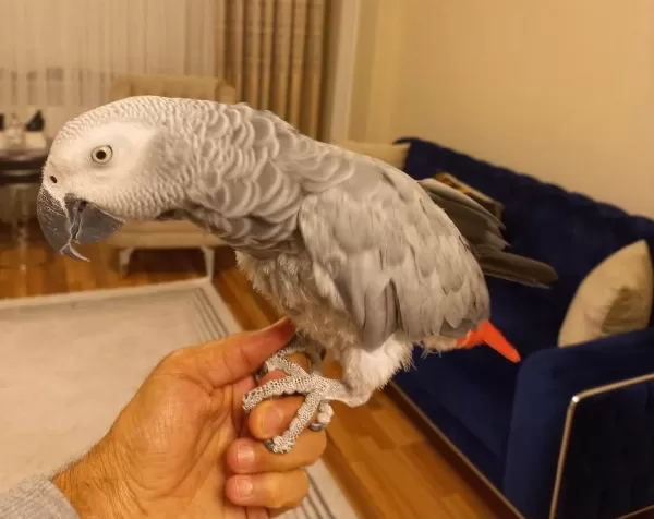Evcil Jako Papağanımız Satılık