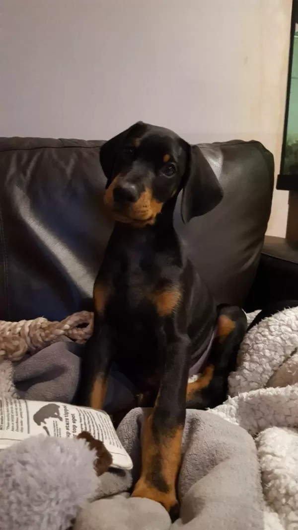 Her Eve Şart Köpekler