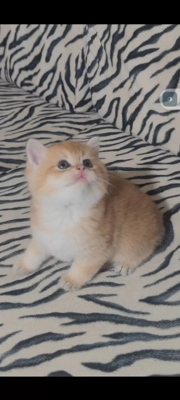 British Shorthair Kedisi