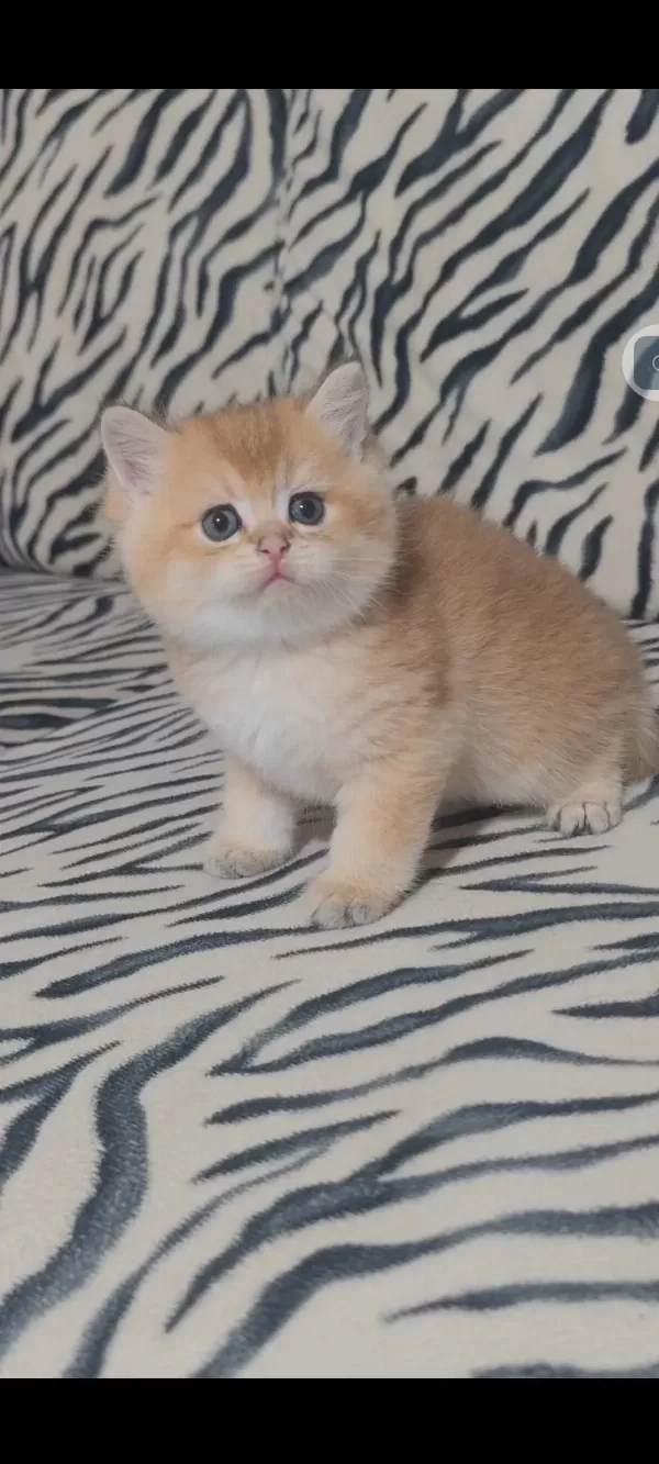 British Shorthair Kedisi