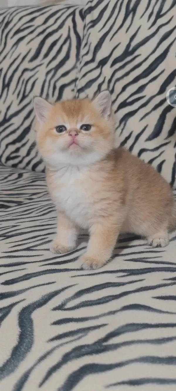British Shorthair Kedisi