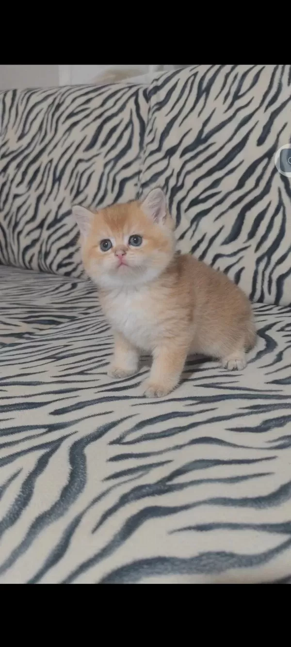 British Shorthair Kedisi