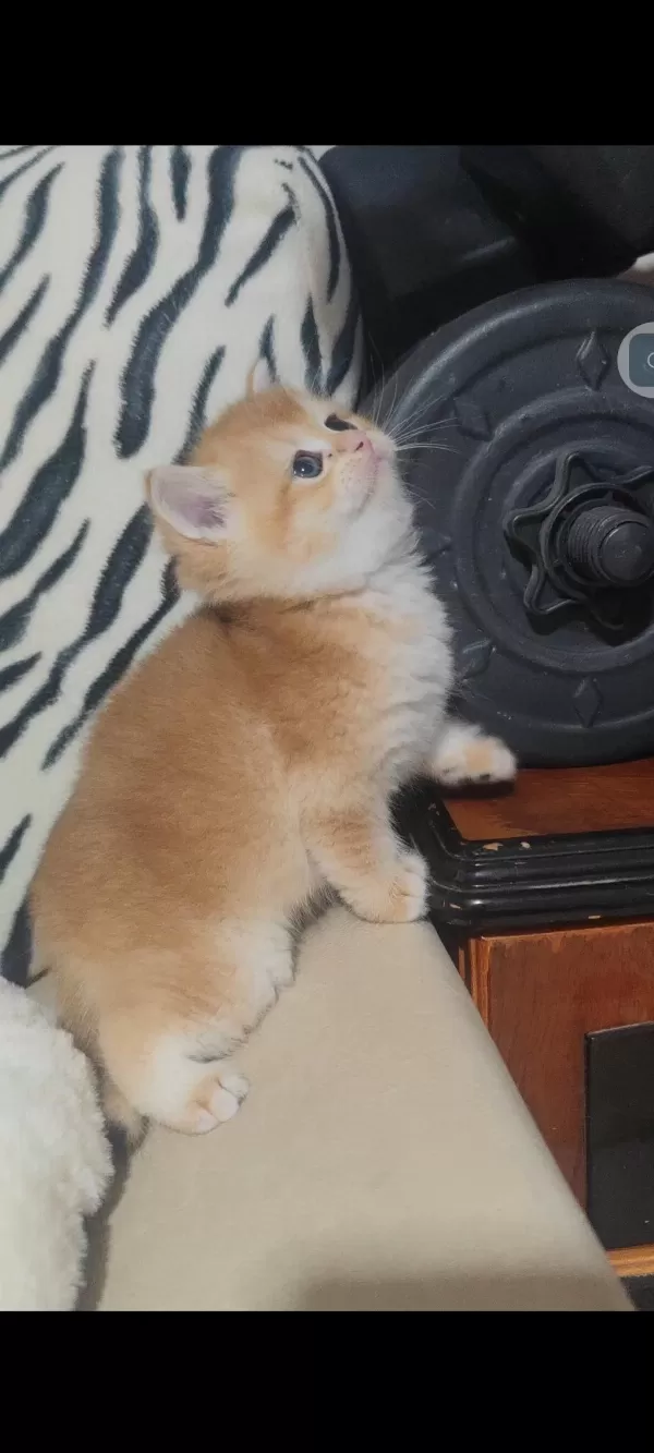 British Shorthair Kedisi