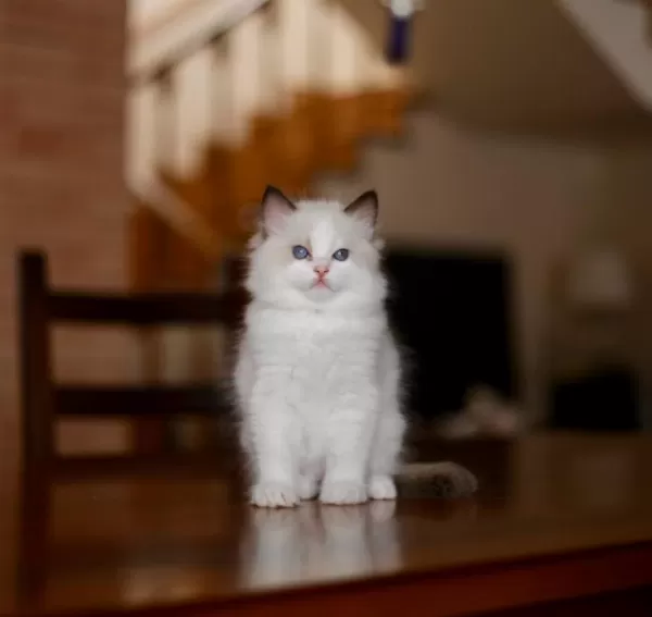 Harika Asaletli Ragdoll