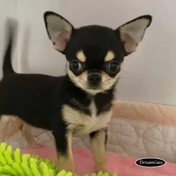 Dünya Tatlisi Chihuahua Yavrulari