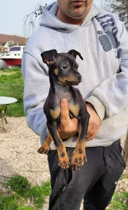 Safkan Irk Garantili Minyatur Pinscher Yavrularimiz