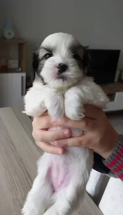 Safkan Irk Garantili Shih Tzu Yavrulari
