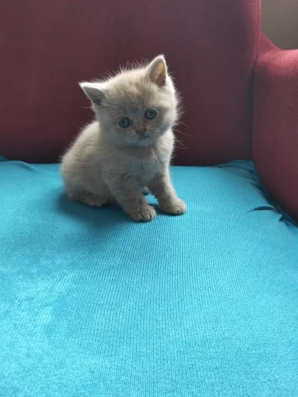 Sağlıklı Bebek Kedilerim