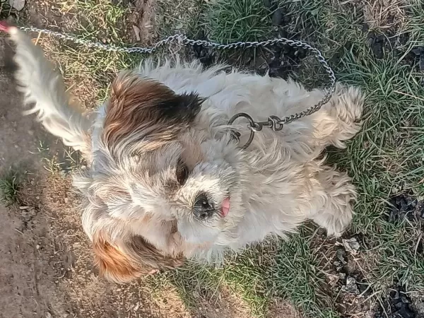 Harika ​shih Tzu Eğitimli