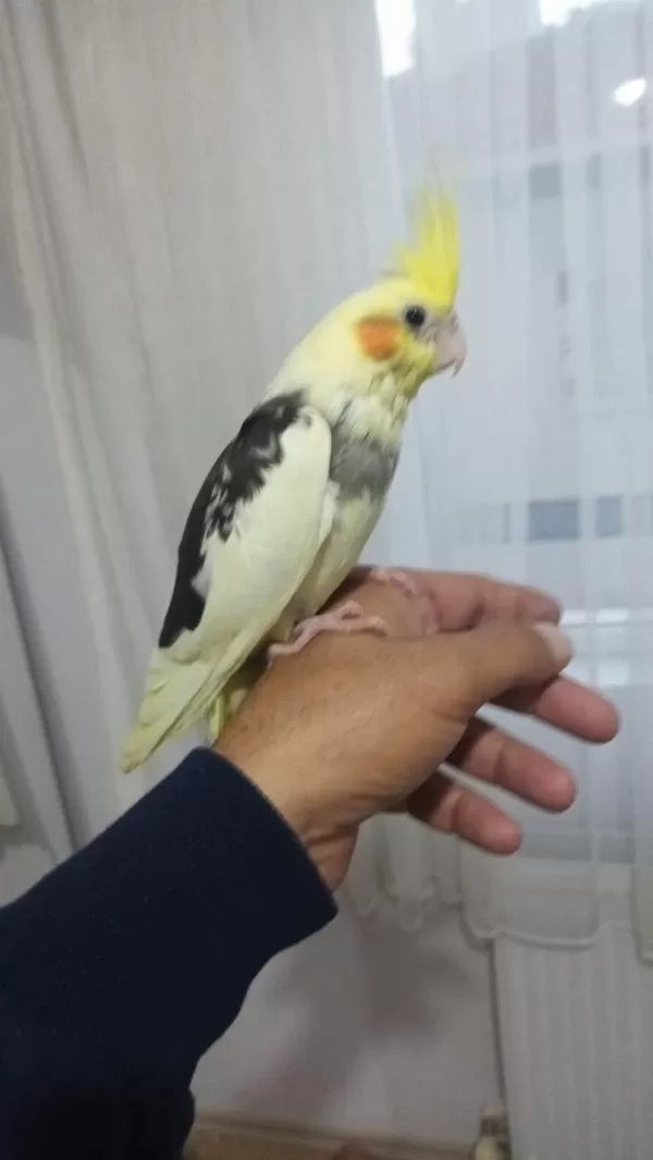 El Besleme Eğitimli Sultan Papağanı Yeni Yeme Düşmüş