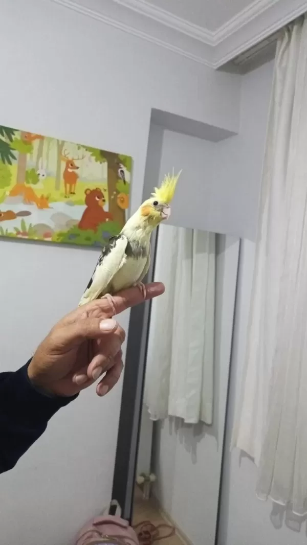 El Besleme Eğitimli Sultan Papağanı Yeni Yeme Düşmüş