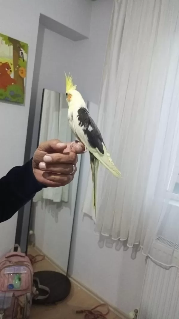 El Besleme Eğitimli Sultan Papağanı Yeni Yeme Düşmüş