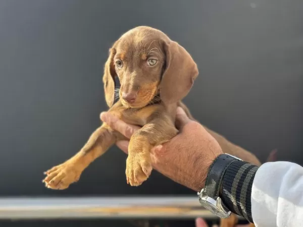 Petmode Köpek Çiftliğindr Ziyarete Açık Dachshund
