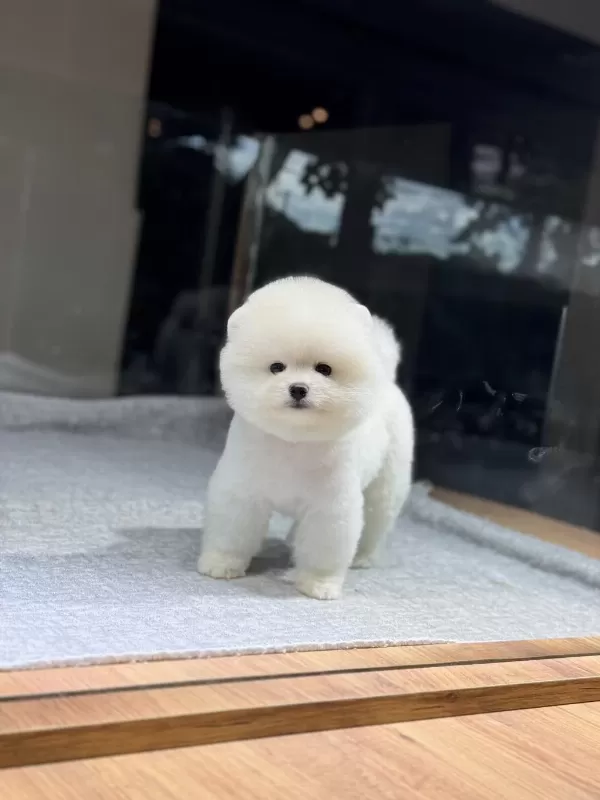 Sağlik Ve İrk Garantili Pomeranian