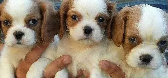 Irk Garanti̇li̇ Cavali̇er Ki̇ng Charles Yavrulari Puppy Pet Evi̇