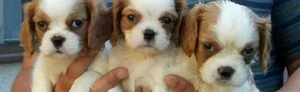 Irk Garanti̇li̇ Cavali̇er Ki̇ng Charles Yavrulari Puppy Pet Evi̇