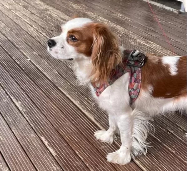 1 5 Yaşında Dişi Cavalier King Charles
