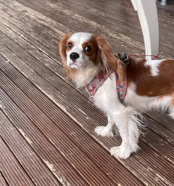1 5 Yaşında Dişi Cavalier King Charles