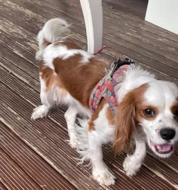 1 5 Yaşında Dişi Cavalier King Charles