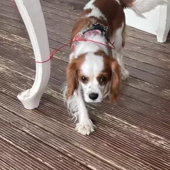 1 5 Yaşında Dişi Cavalier King Charles