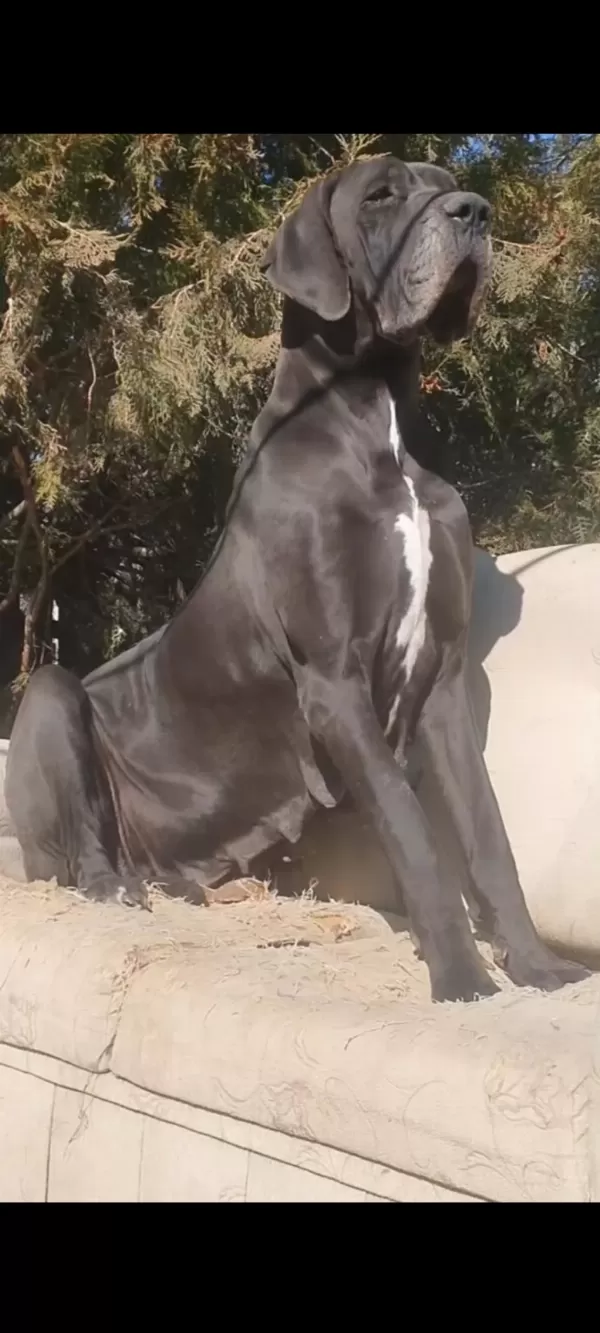 Sağlıklı A Şecereli Danua