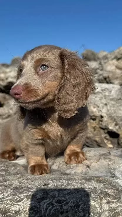 İsabella Nadir Bukunan Dachshund Bebekler Garantili