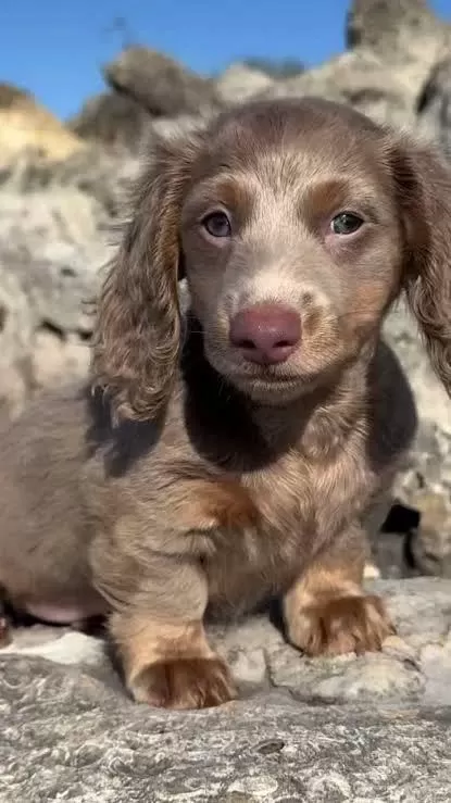 İsabella Nadir Bukunan Dachshund Bebekler Garantili
