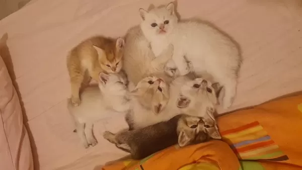 7 Kardeş Kedimizi Sahiplendirme 1 Erkek 6 Dişi