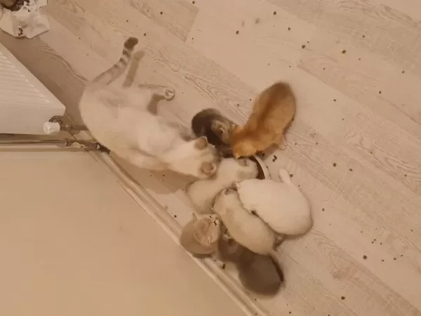 7 Kardeş Kedimizi Sahiplendirme 1 Erkek 6 Dişi