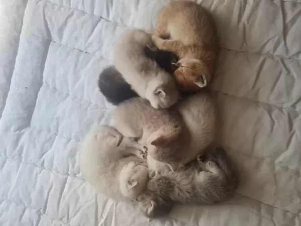 7 Kardeş Kedimizi Sahiplendirme 1 Erkek 6 Dişi