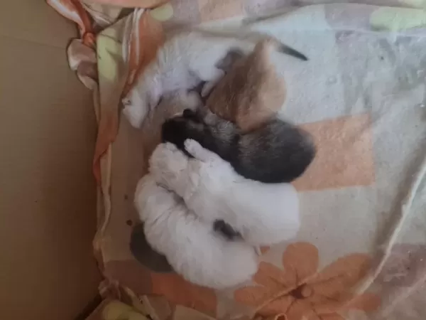7 Kardeş Kedimizi Sahiplendirme 1 Erkek 6 Dişi