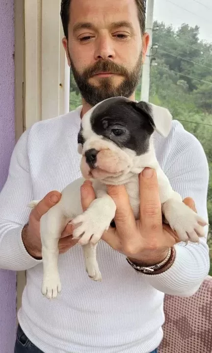 Safkan Igk Garantili Frech Bulldog Yavrulari