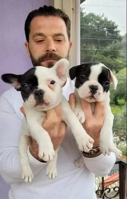 Safkan Igk Garantili Frech Bulldog Yavrulari
