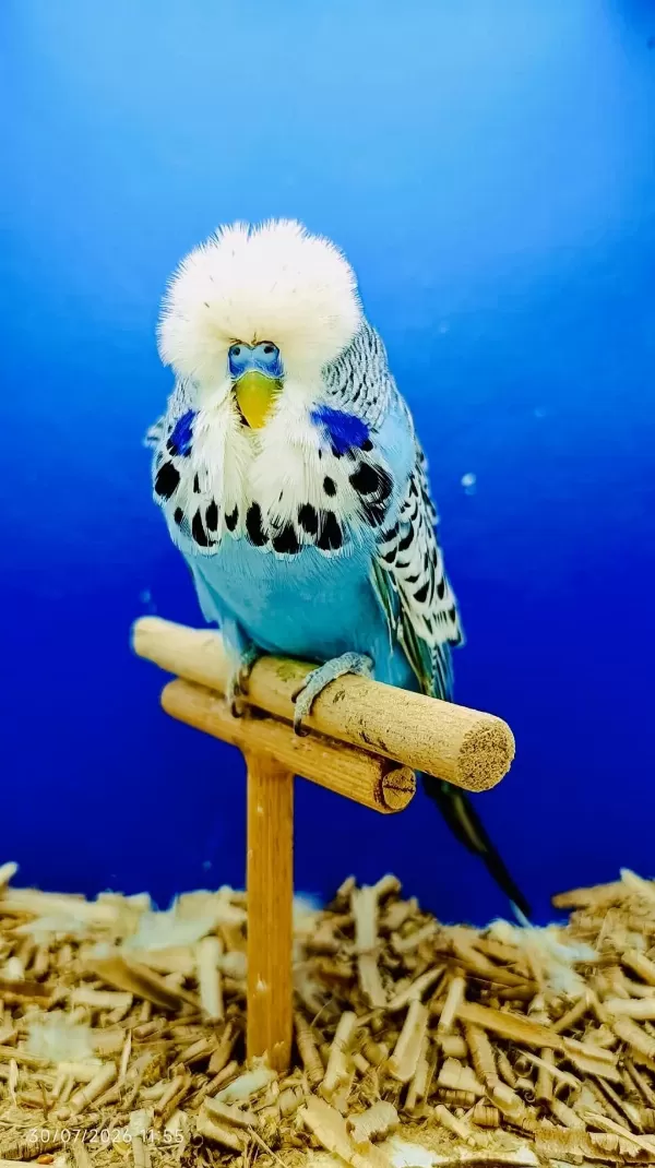 Sağlıklı Show Muhabbet Kuşu