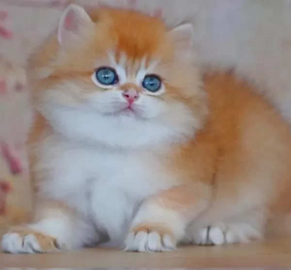 Oyuncak Bebek Golden British Longhair