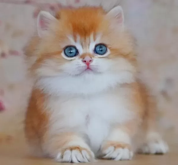 Oyuncak Bebek Golden British Longhair