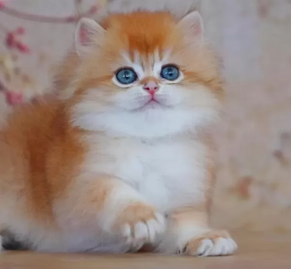 Oyuncak Bebek Golden British Longhair