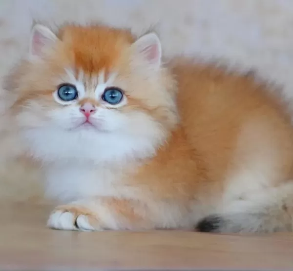 Oyuncak Bebek Golden British Longhair