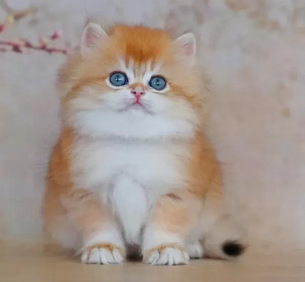Oyuncak Bebek Golden British Longhair
