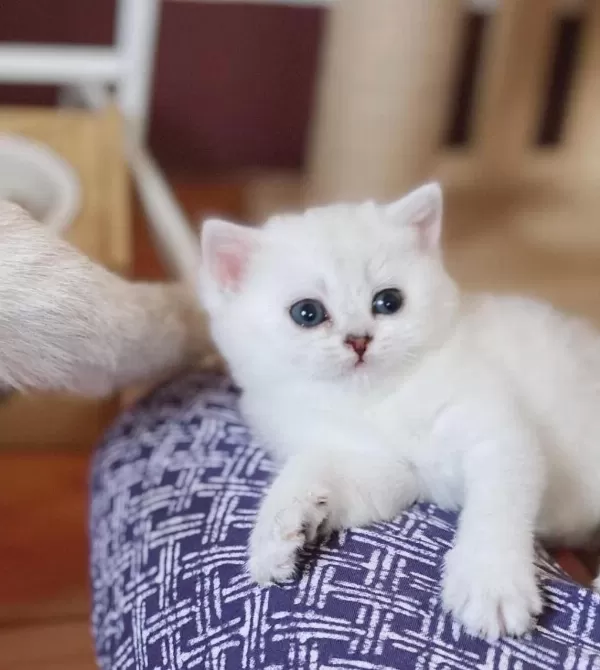 British Shorthair Yavrulari