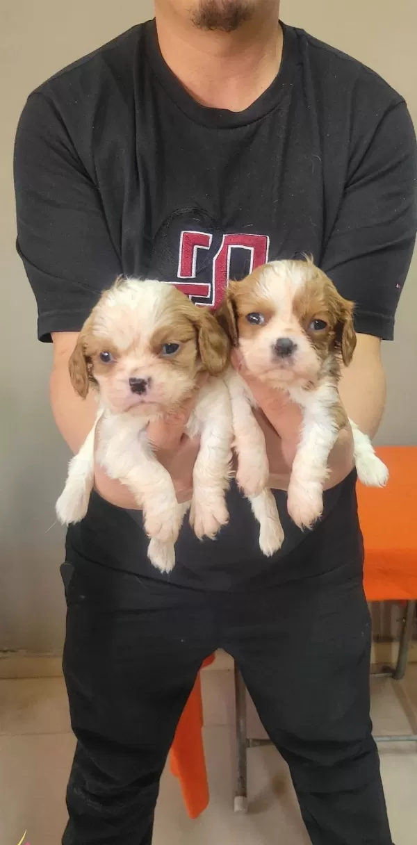 Safkan Irk Garantili King Charles Cavalier