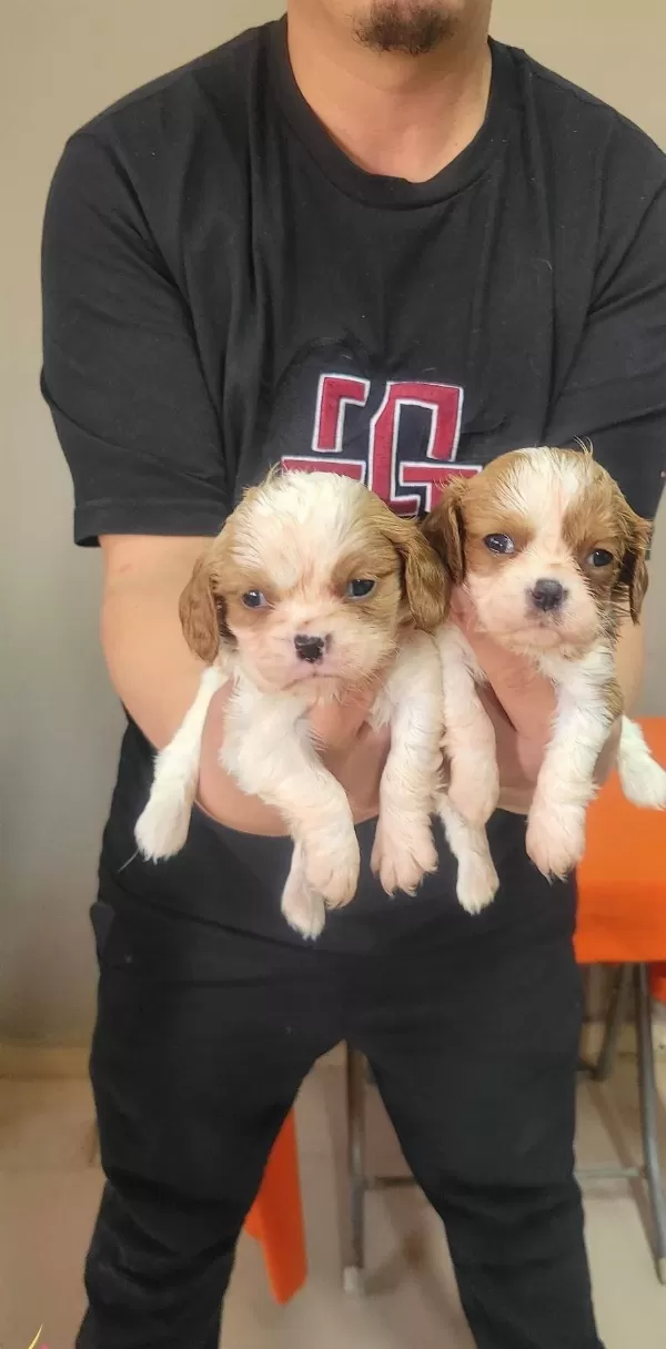 Safkan Irk Garantili King Charles Cavalier