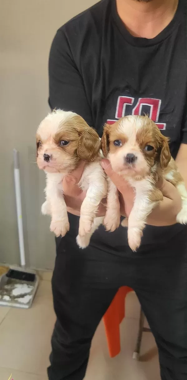 Safkan Irk Garantili King Charles Cavalier