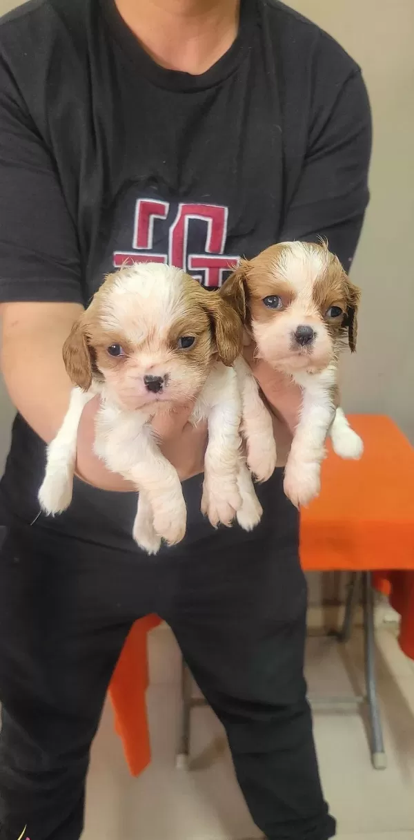 Safkan Irk Garantili King Charles Cavalier