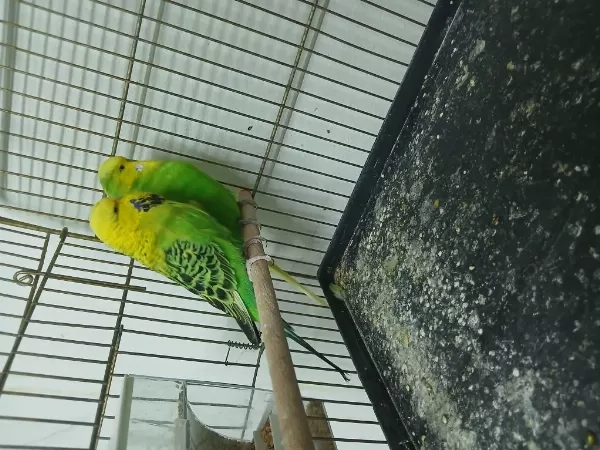 Show Jumbo Çift Muhabbet Kuşu