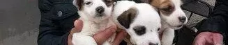 Irk Garanti̇li̇ Jack Russel Yavrulari