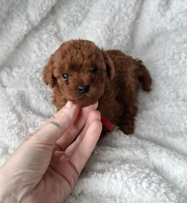 Ruhsatli Köpek Çiftliğinden Toypoodle Yavrularimiz