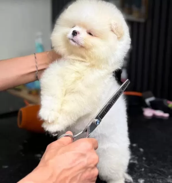 A Kalite Ayı Surat Pomeranian Bebekler