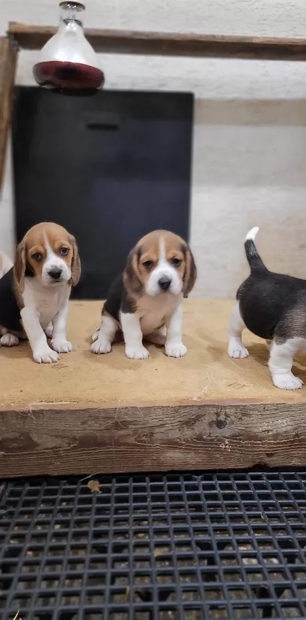 Safkan Irk Garantili Beagle Yavrular